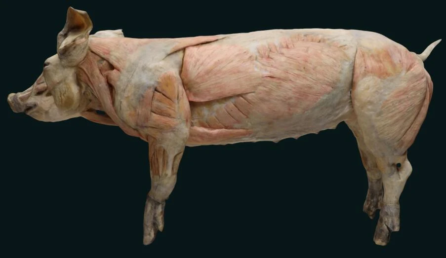pig plastinization