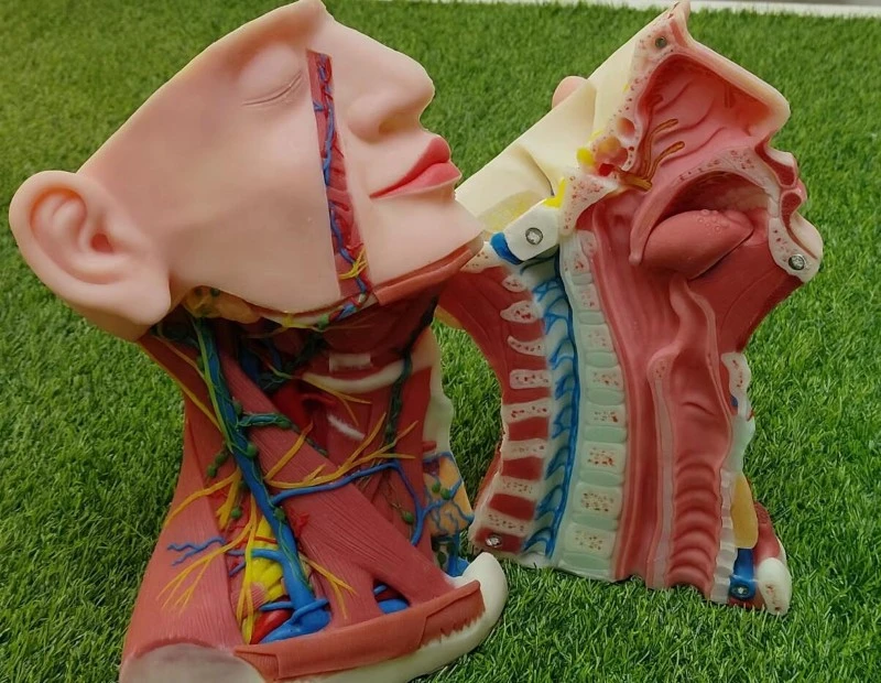 soft silicone anatomy model soft silicone anatomy model