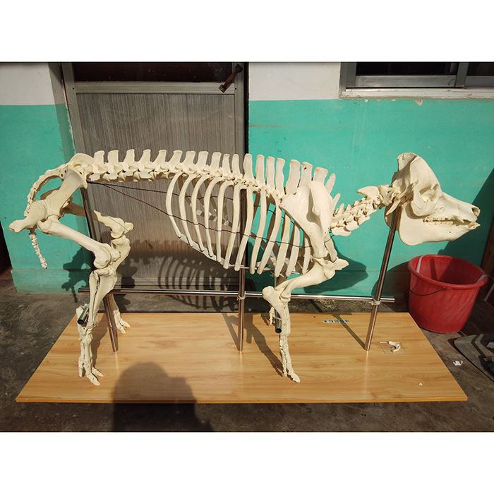 Скелети на истински животни на прасета