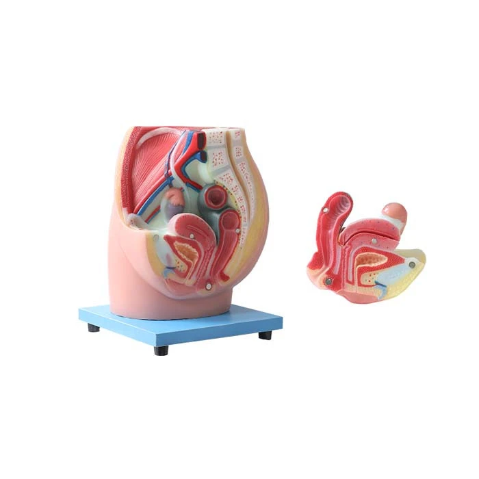 soft silicone female anatomical pelvis model
