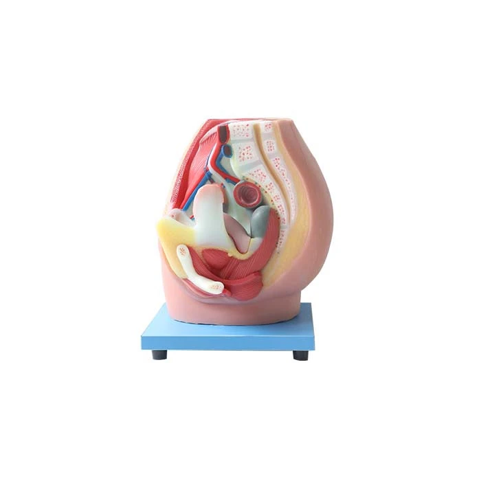 soft female anatomical pelvis model