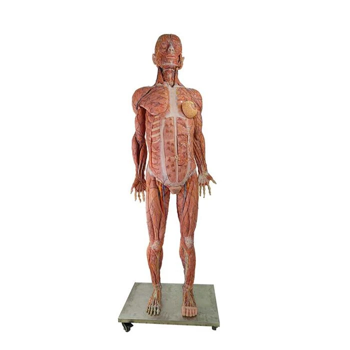 soft human body anatomy model