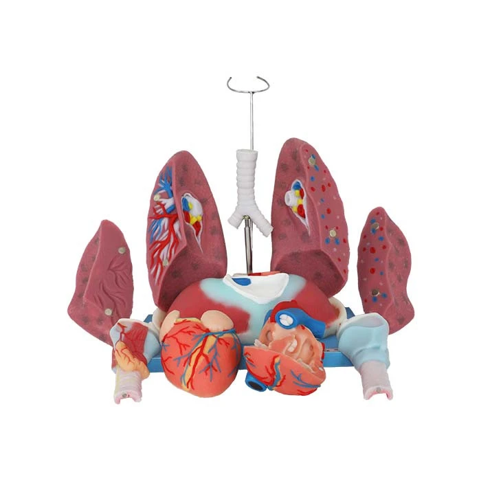 heart lung anatomy model