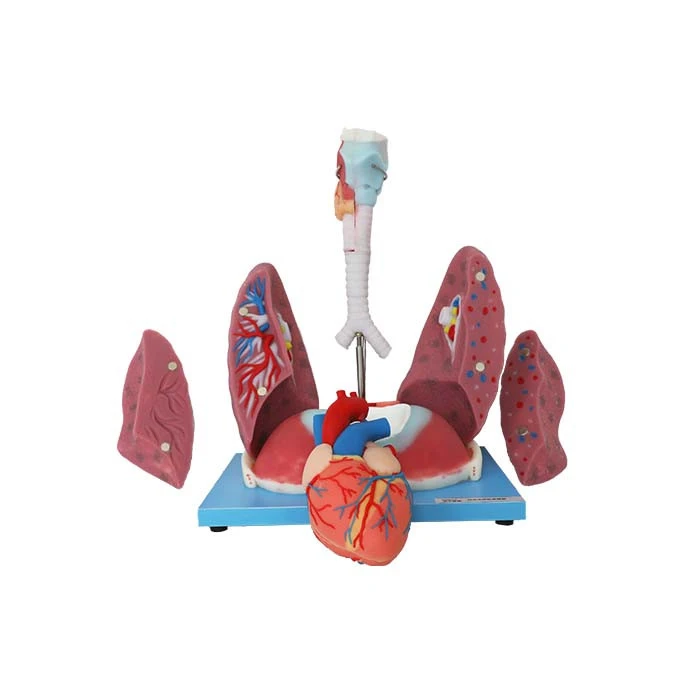 soft silicone heart lung model