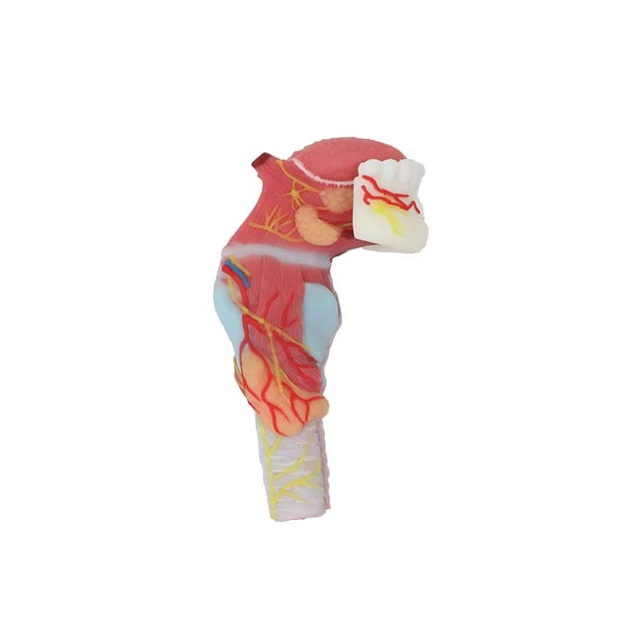 larynx anatomy model for sale