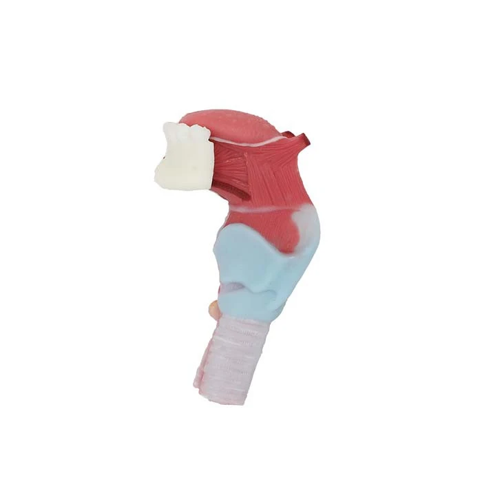 silicone larynx anatomy model