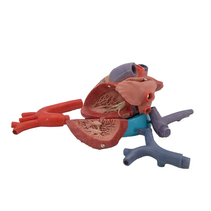 simulated anatomical model of the heart