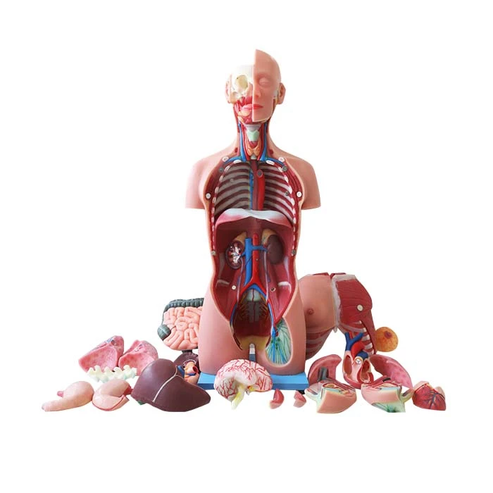 Human Body Torso Model Human Body Torso Model