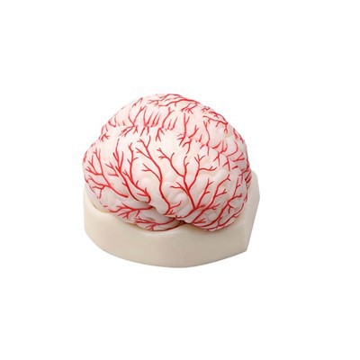 Патологичните модели по-ефективни ли са от традиционните методи?