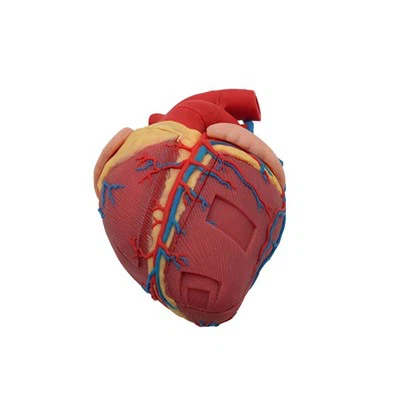 Модели на сърца за преподаване